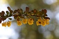 Beautiful branch of berberis ottawensis with yellow flowers