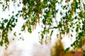 A branch of birch with earrings. Background