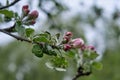 A beautiful branch of a blooming apple tree with delicate white and pink flowers. Royalty Free Stock Photo