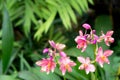 Beautiful branch blooming orchid flower in greenhouse garden