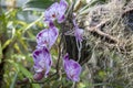 Beautiful branch of blooming pink orchid close-up on nature Royalty Free Stock Photo