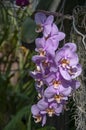 Beautiful branch of blooming pink orchid close-up on nature Royalty Free Stock Photo