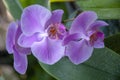 Beautiful branch of blooming pink orchid close-up on nature Royalty Free Stock Photo