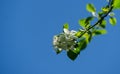 Beautiful branch of blossoming apple tree against the blue spring sky. Royalty Free Stock Photo