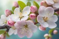 Beautiful branch of blossoming apple tree against the blue spring sky with white clouds. Close-up. Sunny day Royalty Free Stock Photo