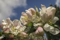 Beautiful branch of blossoming apple-tree against the blue spring sky with white clouds. Royalty Free Stock Photo