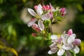Beautiful branch of blossoming apple tree against blurred green background. Close-up pink apple flower buds Royalty Free Stock Photo