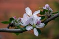Beautiful branch of blossoming apple tree against blurred green background. Close-up white apple flowers Royalty Free Stock Photo