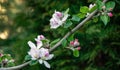 Beautiful branch of blossoming apple tree against blurred green background. Close-up white apple flowers Royalty Free Stock Photo