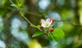 Beautiful branch of blossoming apple tree against blurred green background. Close-up white apple flowers. Royalty Free Stock Photo