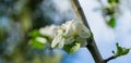 Beautiful branch of blossoming apple tree against blurred green background. Close-up white apple flowers Royalty Free Stock Photo