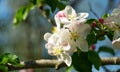 Beautiful branch of blossoming apple tree against blurred green background. Close-up white apple flowers. Royalty Free Stock Photo