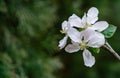 Beautiful branch of blossoming apple tree against blurred green background. Close-up white apple flowers Royalty Free Stock Photo