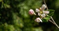 Beautiful branch of blossoming apple tree against blurred green background. Close-up white apple flowers Royalty Free Stock Photo