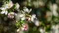 Beautiful branch of blossoming apple tree against blurred green background. Close-up of white with pink apple flowers Royalty Free Stock Photo