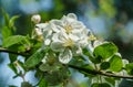 Beautiful branch of blossoming apple tree against blurred green background. Close-up of white with pink apple flowers. Royalty Free Stock Photo