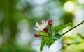 Beautiful branch of blossoming apple tree against blurred green background. Close-up of white with pink apple flowers Royalty Free Stock Photo