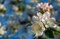 Beautiful branch of blossoming apple tree against blurred green background. Close-up of white with pink apple flowers. Royalty Free Stock Photo