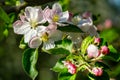 Beautiful branch of blossoming apple tree against blurred green background. Close-up of white with pink apple flowers. Royalty Free Stock Photo