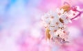 Beautiful branch of blossoming cherry on pink and blue background. Artistic nature landscape of white spring flowers