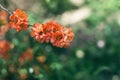 Beautiful branch of a blossoming japanese quince tree on a spring garden Royalty Free Stock Photo