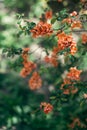 Beautiful branch of a blossoming japanese quince tree on a spring garden Royalty Free Stock Photo