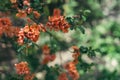 Beautiful branch of a blossoming japanese quince tree on a spring garden Royalty Free Stock Photo