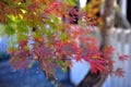 Beautiful branch with bright red maple leaves in a japanese park