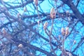 Beautiful branch with buds of chestnut tree at early spring on blue sky background. Royalty Free Stock Photo