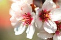 Beautiful branch of cherry blossom sakura in spring time over green garden. Macro