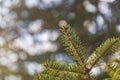 Beautiful branch of a Christmas tree in nature