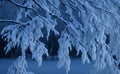 A beautiful branch covered with snow and hoarfrost in early winter or autumn Royalty Free Stock Photo