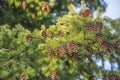 Beautiful branch of fir tree with cones close up on sunlight