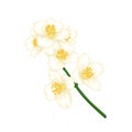 Beautiful branch flower jasmine cartoon watercolour style isolated on white background. Hand-draw branch flowers. Design element Royalty Free Stock Photo