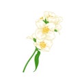 Beautiful branch flower jasmine cartoon watercolour style isolated on white background. Hand-draw branch flowers. Design element