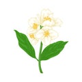 Beautiful branch flower jasmine cartoon watercolour style isolated on white background. Hand-draw branch flowers. Design element Royalty Free Stock Photo