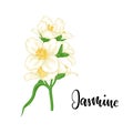 Beautiful branch flower jasmine cartoon watercolour style isolated on white background with word jasmine. Hand-draw branch flowers Royalty Free Stock Photo
