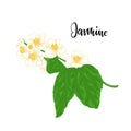Beautiful branch flower jasmine cartoon watercolour style isolated on white background with word jasmine. Hand-draw branch flowers Royalty Free Stock Photo