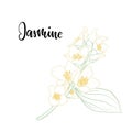 Beautiful branch flower jasmine outline isolated on white background with word jasmine. Hand-draw contour line and strokes branch