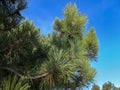 Beautiful branch of fluffy pine Stankevich Pinus brutia stankewiczii against the blue sky. Royalty Free Stock Photo