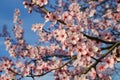 Beautiful branch with fresh blooming pink spring flowers, close up Royalty Free Stock Photo