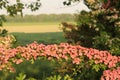 A beautiful branch of the hawthorn with lots of pink blossom in the dutch countryside