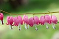 Pink flowers of Bleeding heart hanging on the branch in the garden Royalty Free Stock Photo
