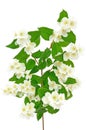 Beautiful branch of jasmine