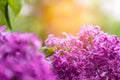 Beautiful branch lilac flowers on blurry background. Spring nature floral background, pink purple lilac flowers. Greeting card Royalty Free Stock Photo