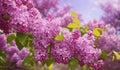 Beautiful branch of lilac flowers, natural background, lovely landscape of nature Royalty Free Stock Photo