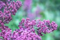 Beautiful branch of lilac flowers, natural background, lovely landscape of nature Royalty Free Stock Photo