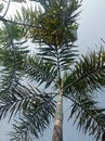 Keindahan Pohon kelapa Royalty Free Stock Photo