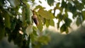 Beautiful branch of oak tree with acorn fruit ripe in forest Spain at autumn Royalty Free Stock Photo