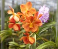 Beautiful branch of orange flowers of orchids. Orchid Garden Thailand Phuket. Royalty Free Stock Photo